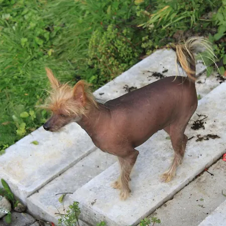 Edelweisshof Ξενοδοχείο Birnbaum