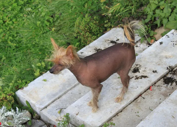 Edelweisshof Hotel Birnbaum